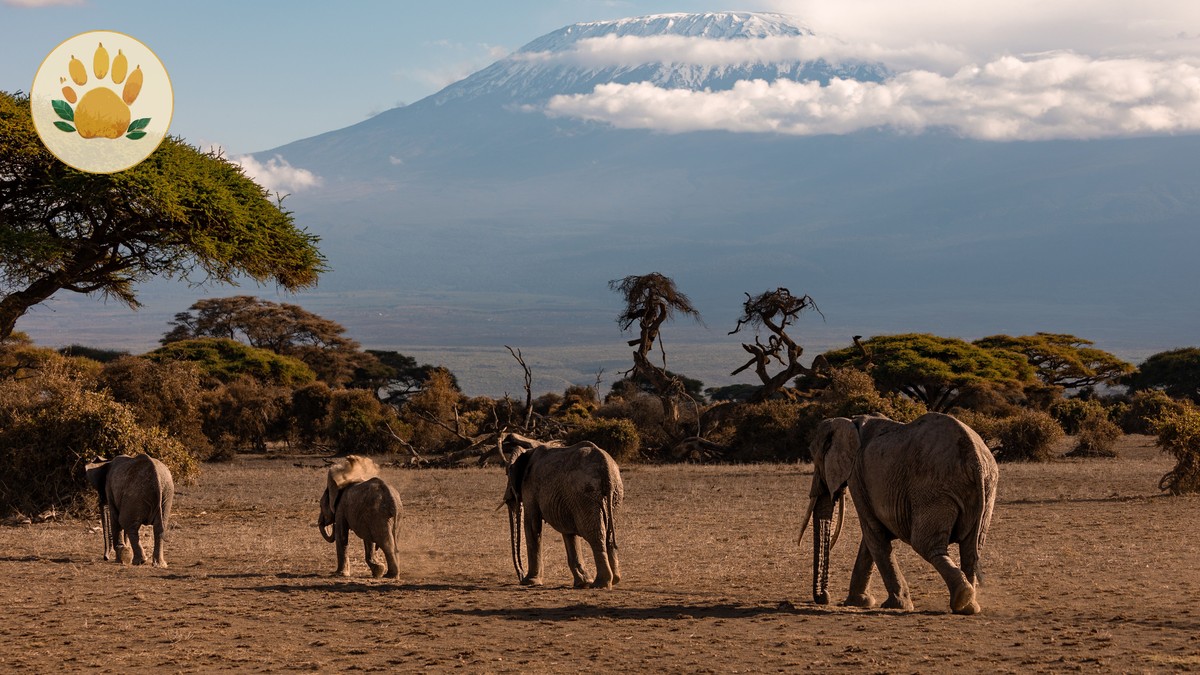 Amboseli Big Tuskers: Elephant Viewing Guide 2026 - photo 1