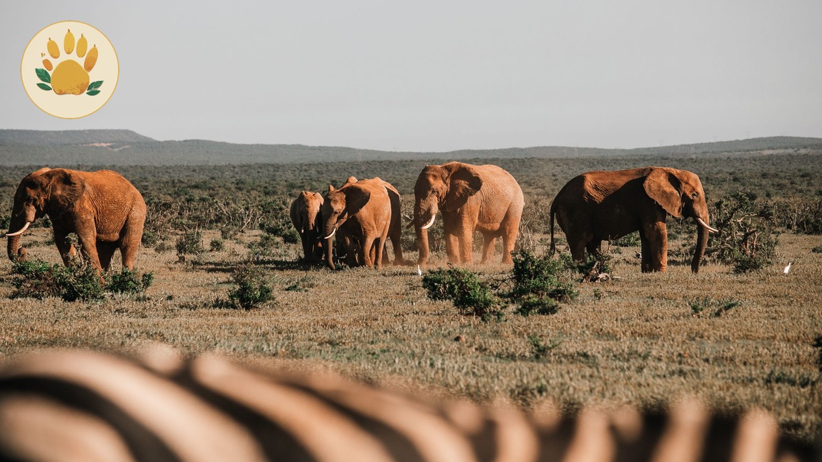 Amboseli Big Tuskers: Elephant Viewing Guide 2026 - photo 2