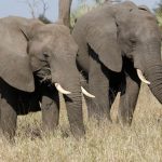 Amboseli Elephant Research Trust Visit: What It Costs