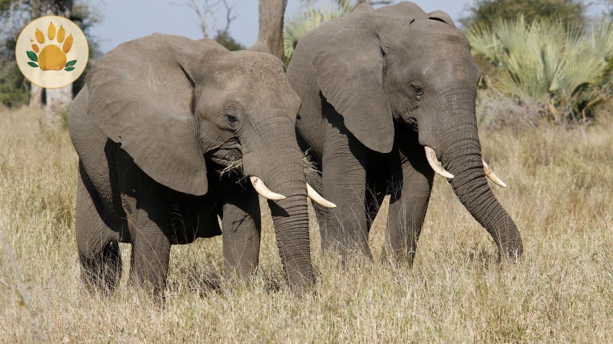 Amboseli Elephant Research Trust Visit: What It Costs