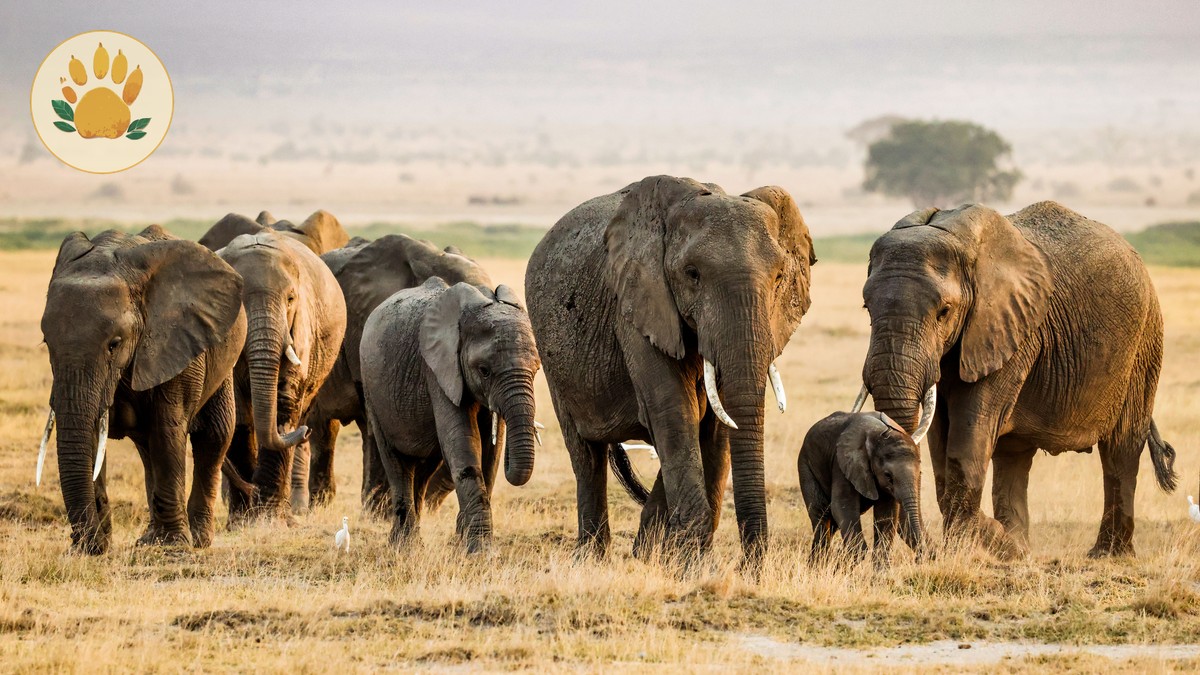 Amboseli Elephant Research Trust Visit: What It Costs - photo 1