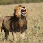 Amboseli to Masai Mara Transfer Options: Fly, Drive or Both