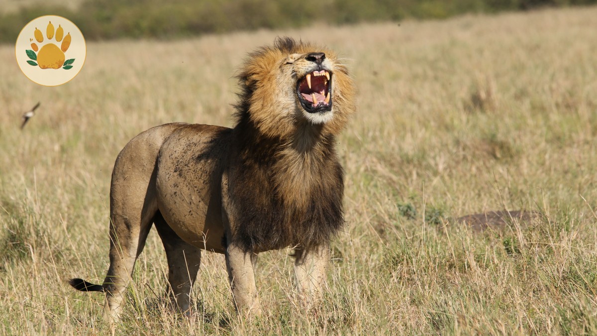 Amboseli to Masai Mara Transfer Options: Fly, Drive or Both