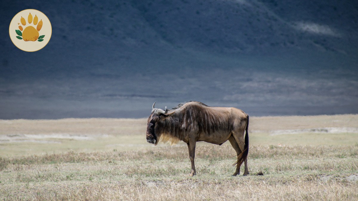 Amboseli to Masai Mara Transfer Options: Fly, Drive or Both - photo 1