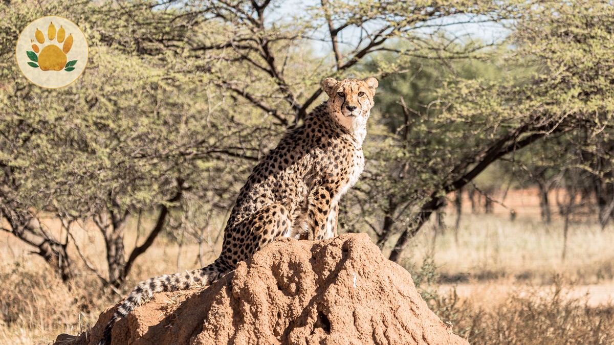 Amboseli to Masai Mara Transfer Options: Fly, Drive or Both - photo 2