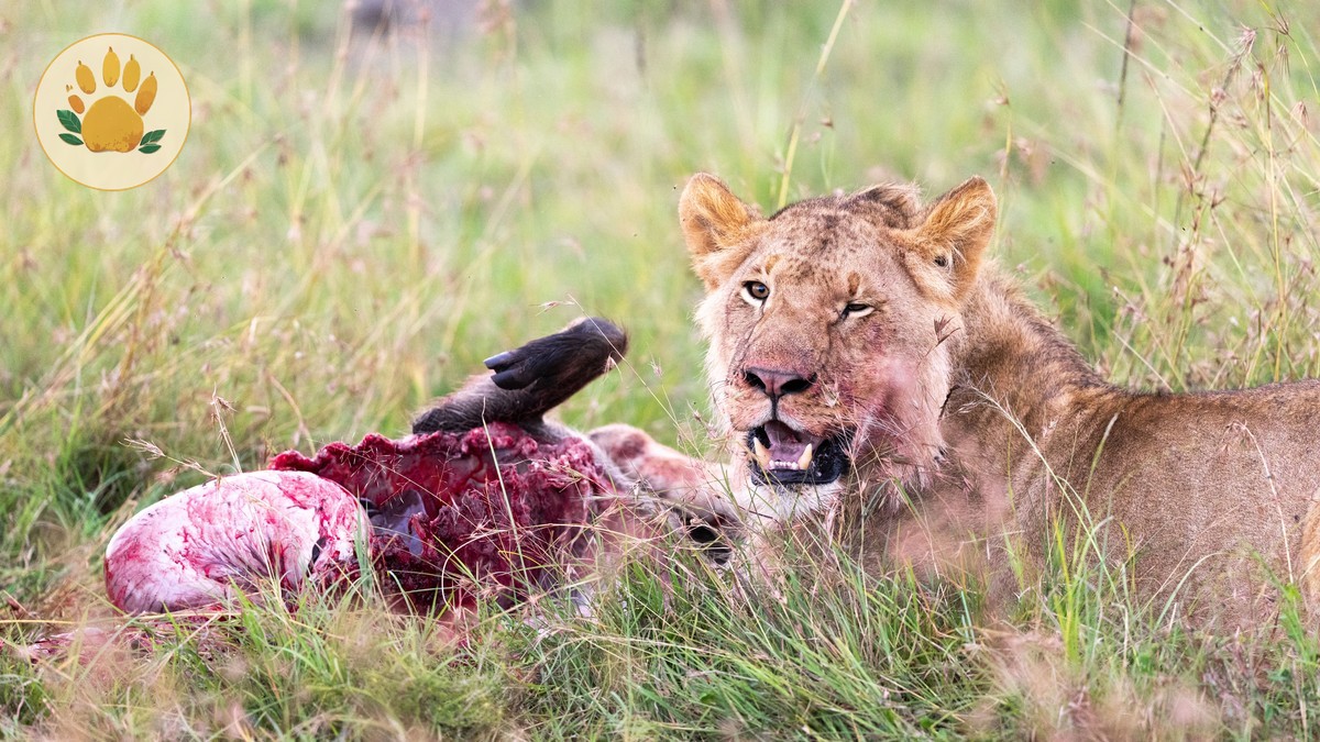 Amboseli vs Masai Mara: Which for Your First Safari?
