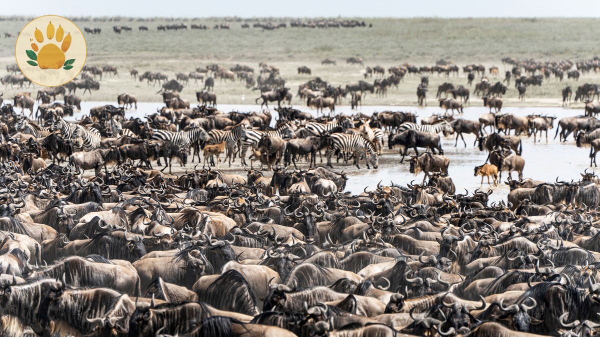 Amboseli vs Masai Mara: Which for Your First Safari? - photo 1