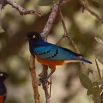 Arabuko Sokoke Forest Birding Guide: Kenya's Coast