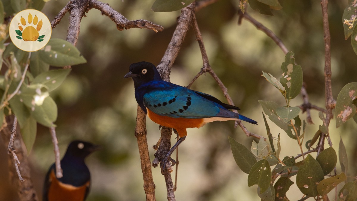 Arabuko Sokoke Forest Birding Guide: Kenya's Coast