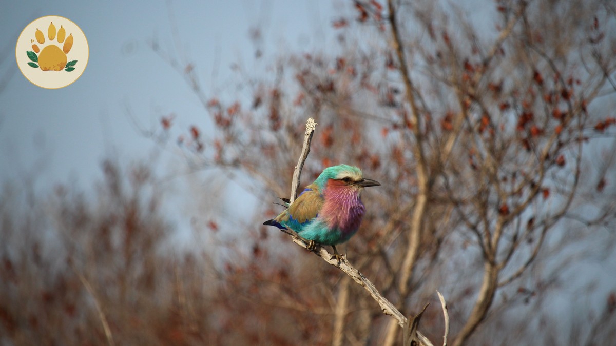 Arabuko Sokoke Forest Birding Guide: Kenya's Coast - photo 1