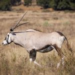 how are safari complaints resolved: 5 Clear Steps -- Photo by Magda Ehlers on Pexels
