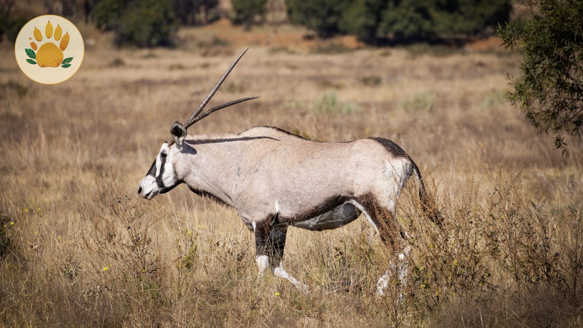 how are safari complaints resolved: 5 Clear Steps -- Photo by Magda Ehlers on Pexels