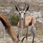 Avoiding Safari Itinerary Fatigue Burnout in Kenya