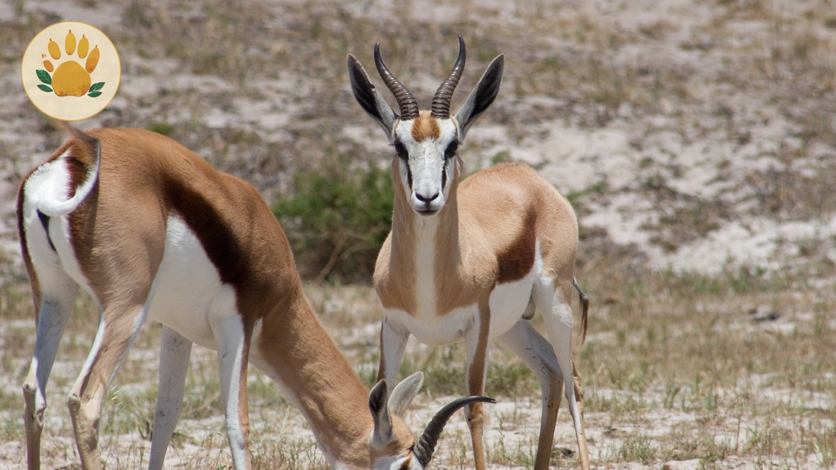 Avoiding Safari Itinerary Fatigue Burnout in Kenya