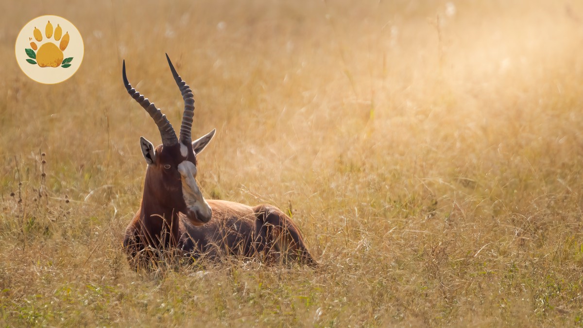 Avoiding Safari Itinerary Fatigue Burnout in Kenya - photo 1