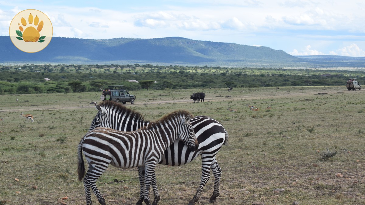 Avoiding Safari Itinerary Fatigue Burnout in Kenya - photo 2