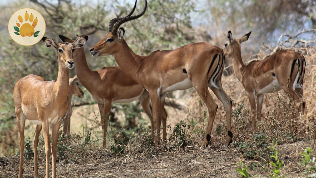 Babymoon Safari Kenya Pregnancy Guide: What to Know - photo 2