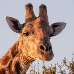 Bei za Safari Kenya: Mwongozo kwa Wasemaji wa Kiswahili