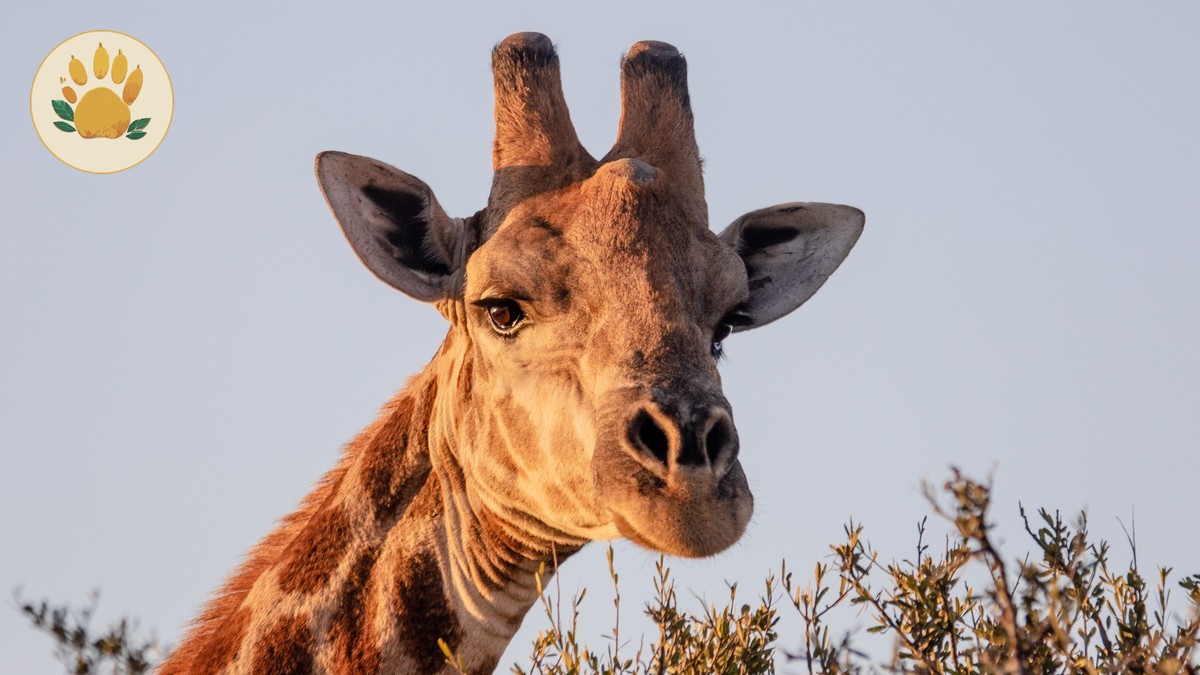 Bei za Safari Kenya: Mwongozo kwa Wasemaji wa Kiswahili