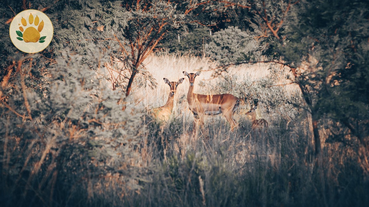Best Places to See Black Rhino in Kenya (2026 Guide) - photo 2
