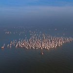 Best Places to See Flamingos in Kenya (2026 Guide)