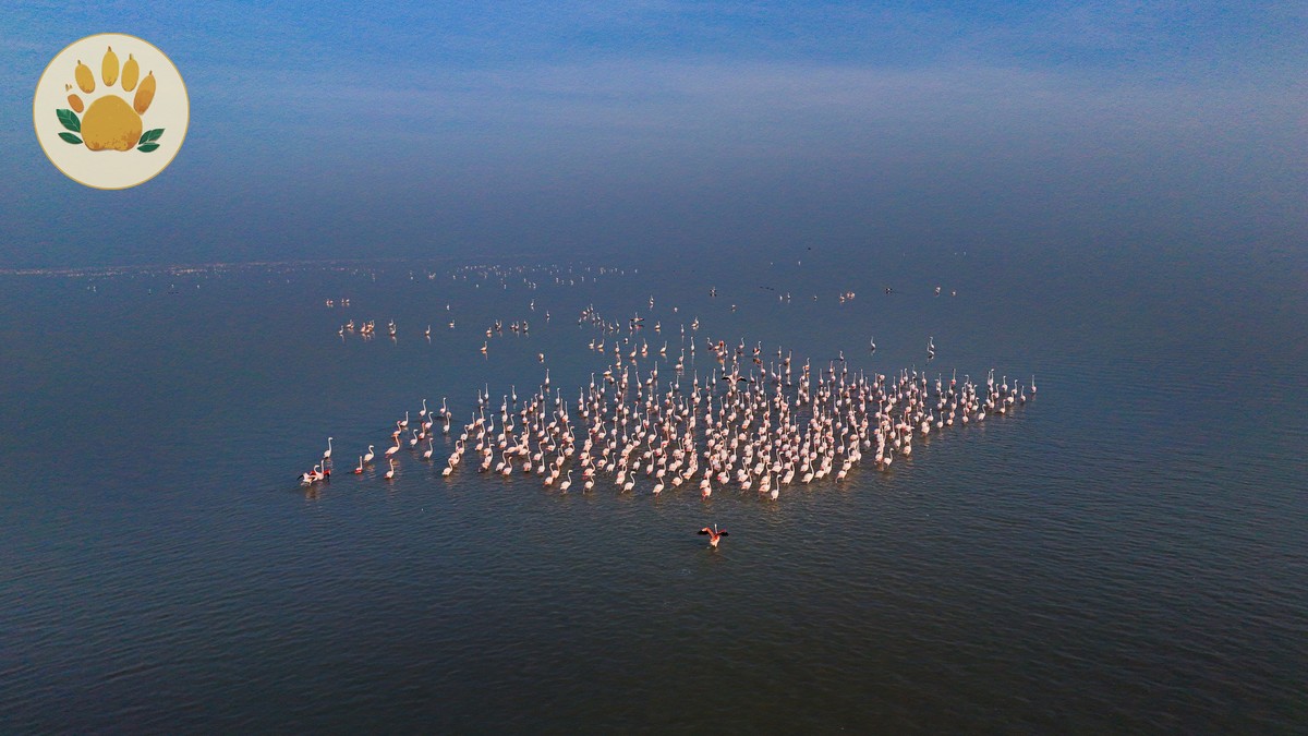 Best Places to See Flamingos in Kenya (2026 Guide)