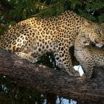 Black Leopard Sightings in Laikipia Kenya: Where to Look