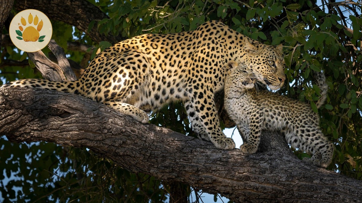Black Leopard Sightings in Laikipia Kenya: Where to Look