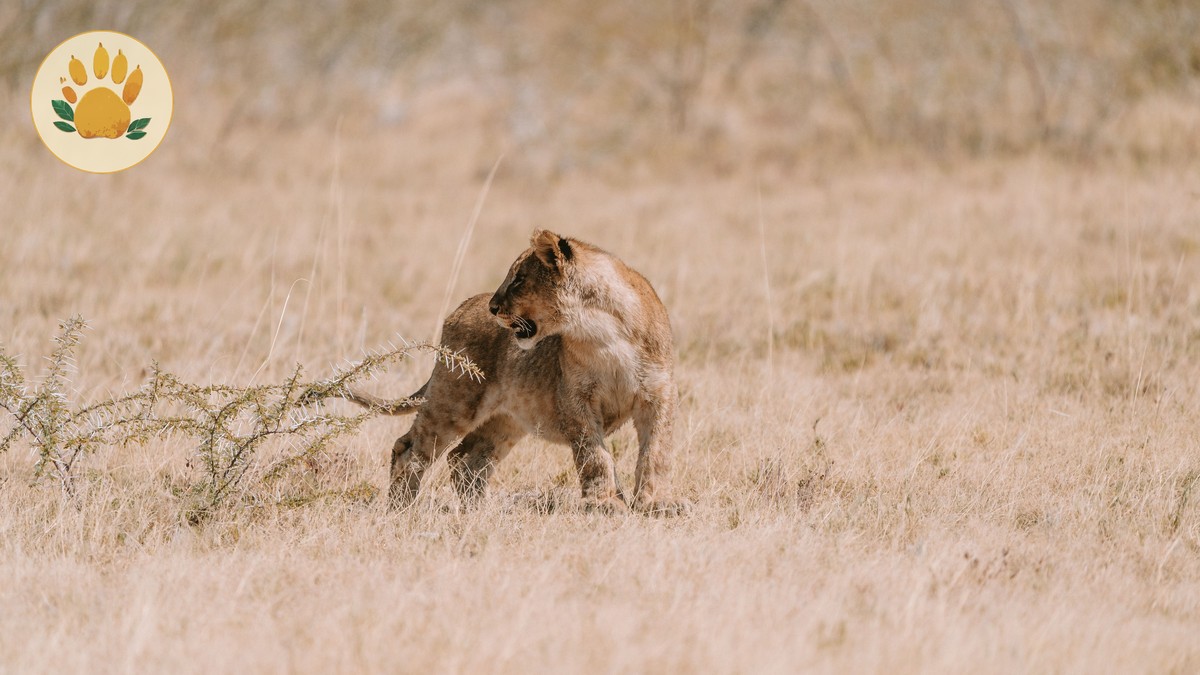Camera Permit Fee for Kenya's National Parks: 2026 Guide