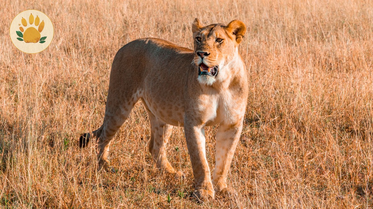Camera Permit Fee for Kenya's National Parks: 2026 Guide - photo 1