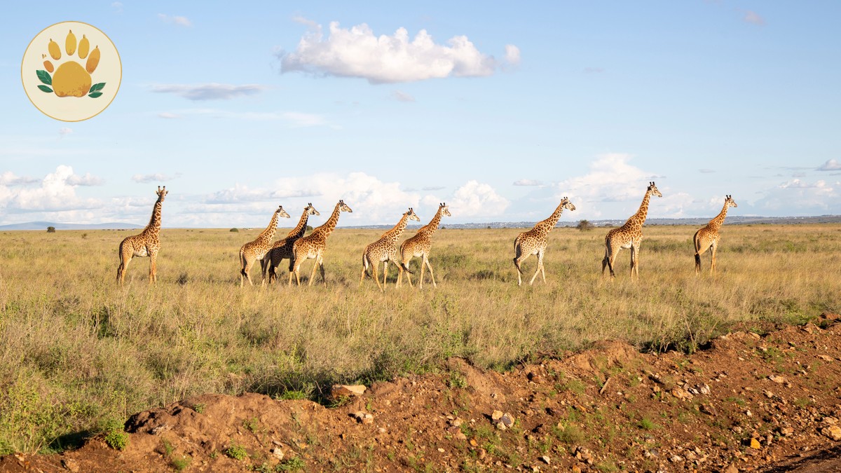 Camera Permit Fee for Kenya's National Parks: 2026 Guide - photo 2