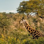 Can I Visit Kenya Safari Without Guide: Park Rules -- Photo by Johann Matthies on Pexels