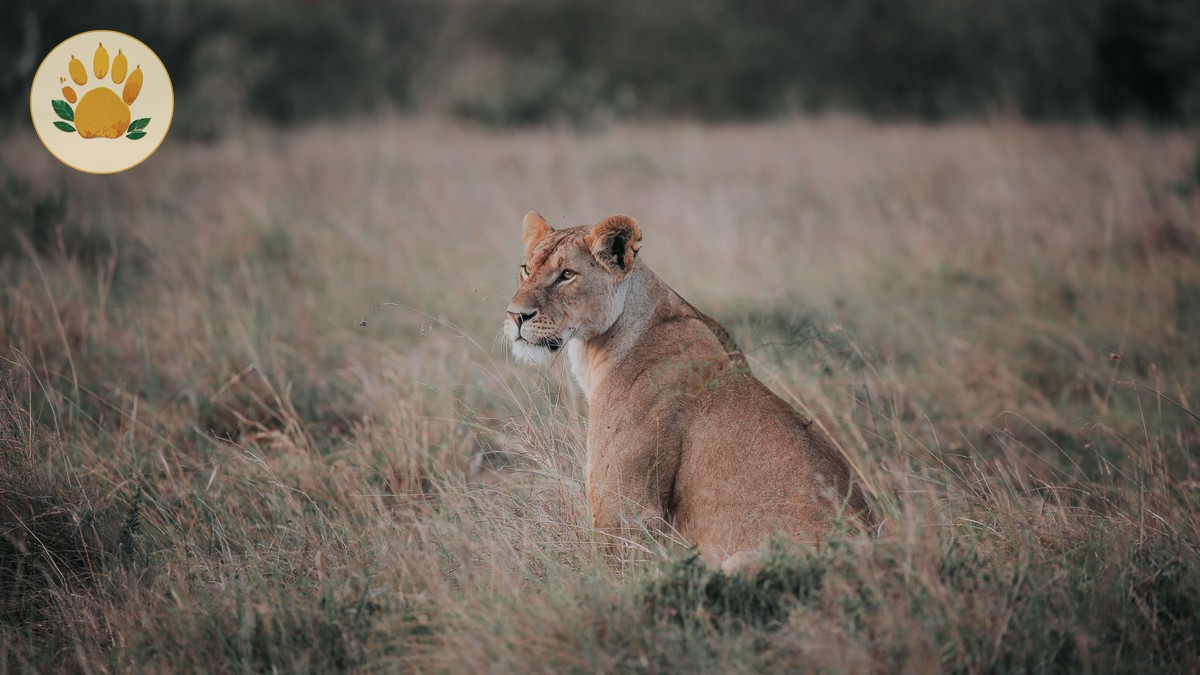 Can I Visit Kenya Safari Without Guide: Park Rules - photo 2