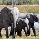 can kenya safari vehicles handle rain: 7 Facts -- Photo by Pixabay on Pexels