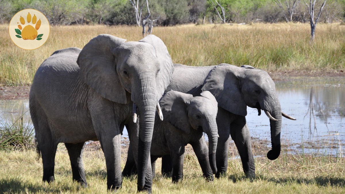 can kenya safari vehicles handle rain: 7 Facts -- Photo by Pixabay on Pexels