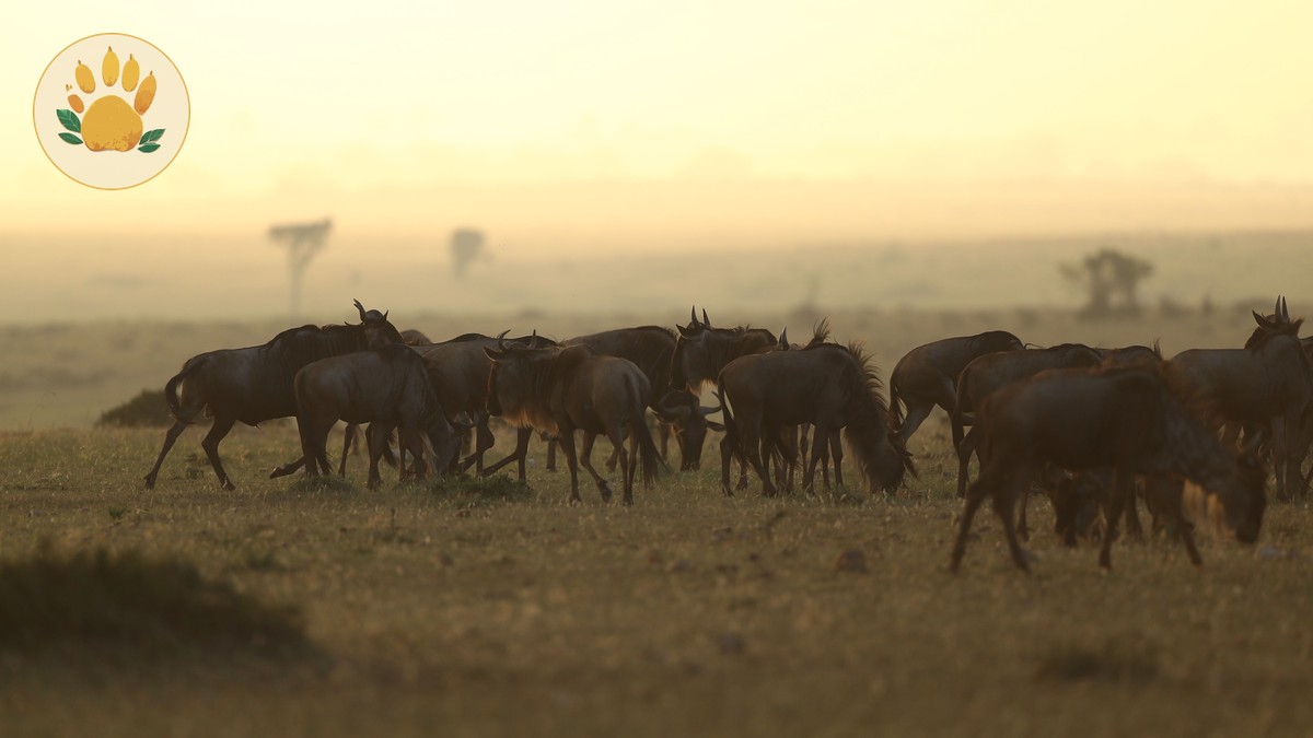 can kenya safari vehicles handle rain: 7 Facts - photo 2