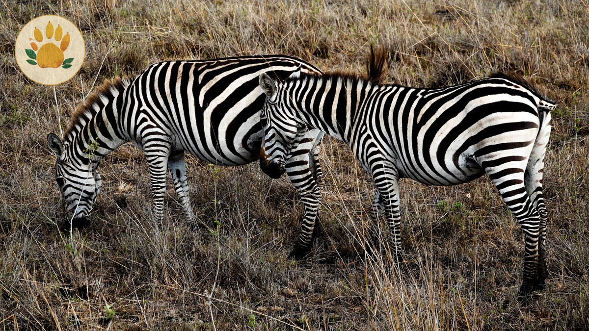 Can You Pay Park Fees Cash: 5 Kenya Payment Rules - photo 2