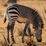 Can You Leave a Safari Vehicle During a Game Drive?