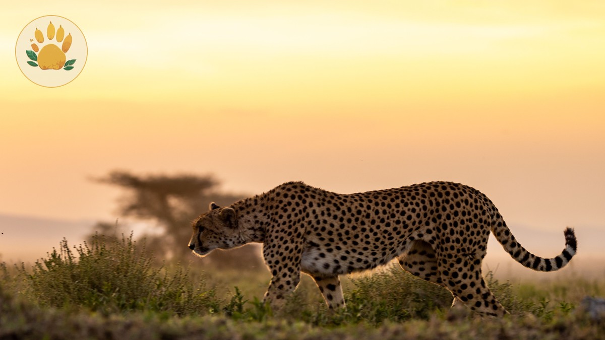 Can You Leave a Safari Vehicle During a Game Drive? - photo 1