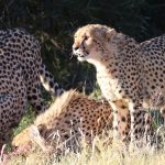Where to Spot Cheetahs in Kenya: Best Locations