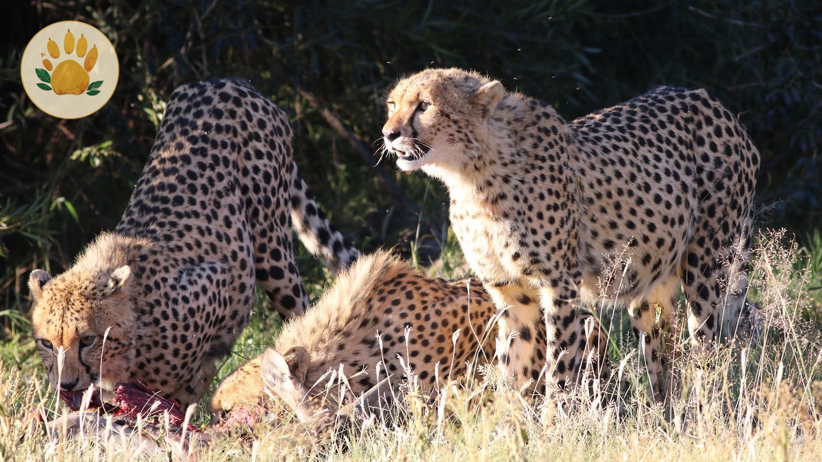 Where to Spot Cheetahs in Kenya: Best Locations