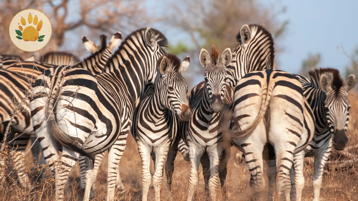 Where to Spot Cheetahs in Kenya: Best Locations - photo 1