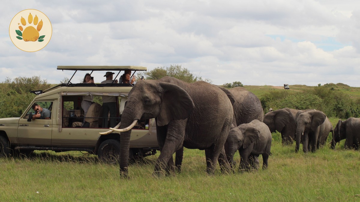 Chinese Speaking Kenya Safari Guide: $50-$80 Extra - photo 2