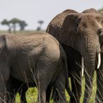 Chyulu Hills Amboseli Safari Combo Itinerary Guide