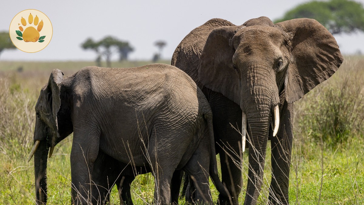 Chyulu Hills Amboseli Safari Combo Itinerary Guide