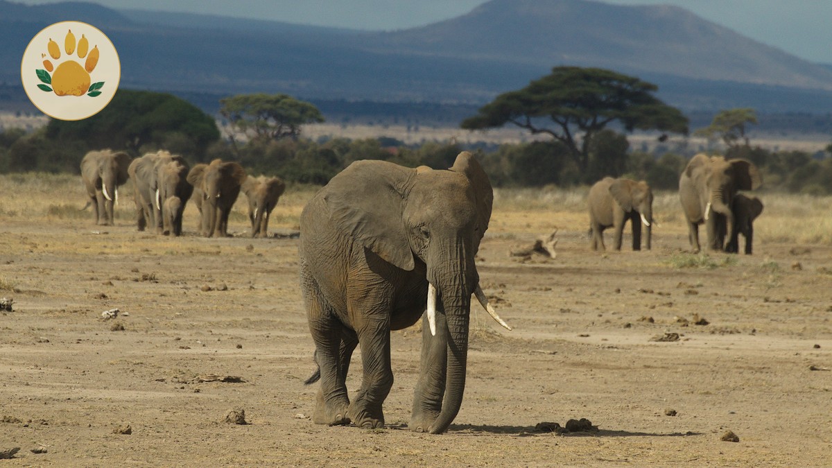 Chyulu Hills Amboseli Safari Combo Itinerary Guide - photo 1