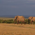 David Sheldrick Elephant Orphanage Nairobi: Visitor Guide