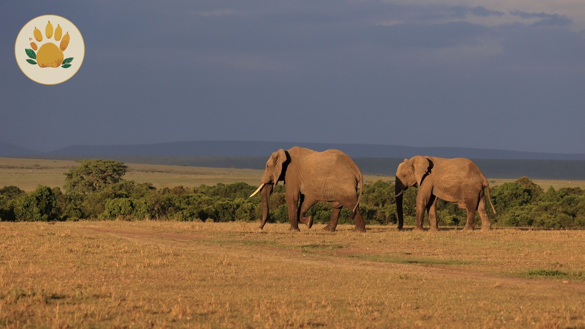 David Sheldrick Elephant Orphanage Nairobi: Visitor Guide
