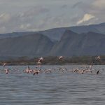 Do Flamingos Still Live at Lake Nakuru? 2026 Guide