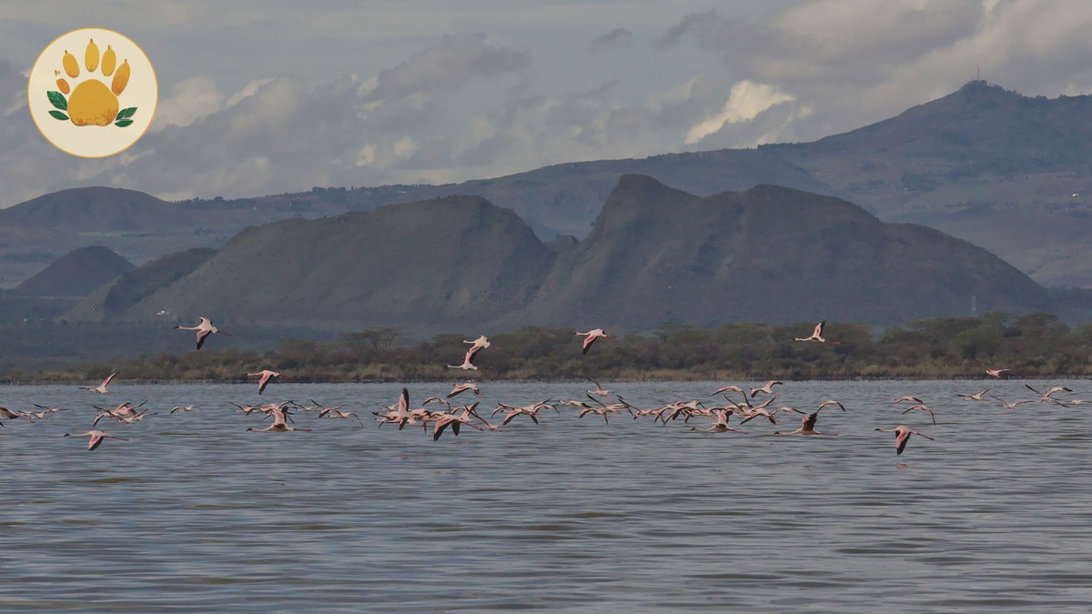 Do Flamingos Still Live at Lake Nakuru? 2026 Guide